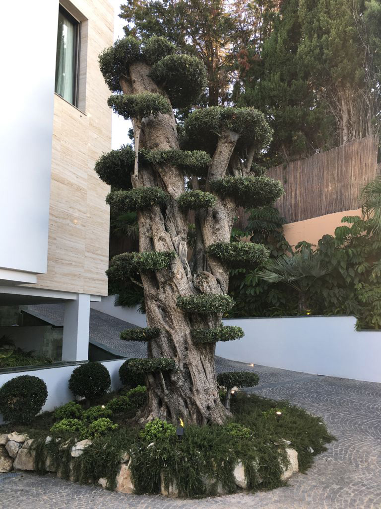 jardineros experimentados en marbella y benahavis. Podas tambien en altura