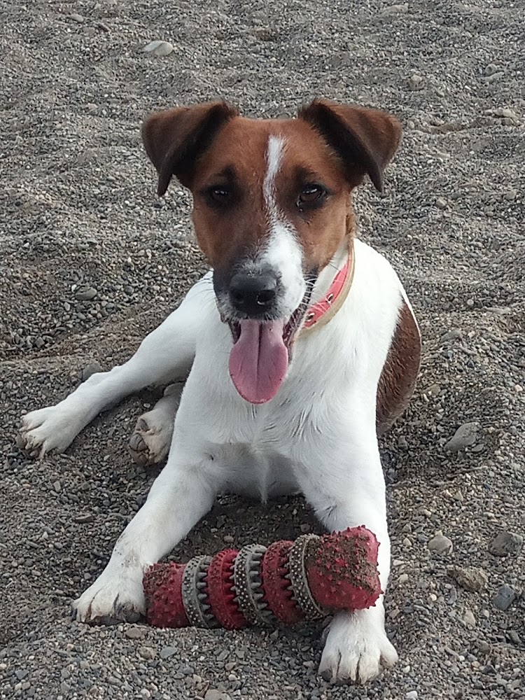 Adiestramiento canino Málaga