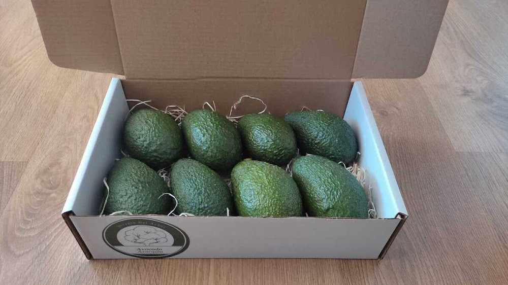 Avocado Axarquia